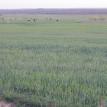 Olney Property